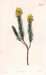 Oval pigg aspalathus, Aspalathus callosa. Håndfarget kobberstikk av Weddell etter en illustrasjon av Sydenham Edwards fra Samuel Curtis' "" Botanical Magazine,"" London