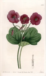 Oxalis de Bowie - Plate gravert av S.Watts, fra en illustrasjon av Sarah Anne Drake (1803-1857), fra Botanical Register of Sydenham Edwards (1768-1819), England