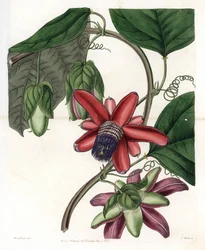 Passion Variete - Plate gravert av S.Watts, fra en illustrasjon av Sarah Anne Drake (1803-1857), fra Botanical Register of Sydenham Edwards (1768-1819), England