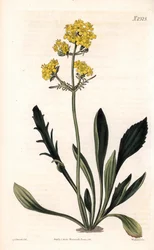 Patrinia sibirica (altaisk vendelrot, Valeriana ruthenica). Håndfarget kobberstikk av Weddell etter en illustrasjon av Sydenham Edwards fra Samuel Curtis' "" Botanical Magazine,"" London