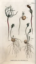 Erter, belgplantefrø i ulike spiringsstadier. Kolorert kobberstikk, illustrasjon av Sydenham Edwards (1768-1819) til Conferences of Botanical, Lambeth botaniske hage (England)