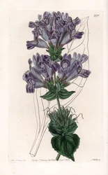 Penstemon Variete - Plate gravert av S.Watts, fra en illustrasjon av Sarah Anne Drake (1803-1857), fra Botanical Register of Sydenham Edwards (1768-1819), England