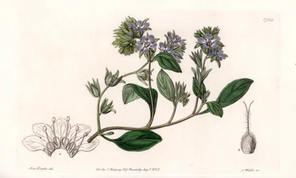 Phacelia, endemisk i California - Gravert av S.Watts, fra en illustrasjon av Sarah Anne Drake (1803-1857), fra Botanical Register of Sydenham Edwards (1768-1819), England
