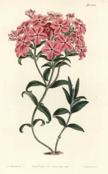 Phlox de la Caroline eller Jaume Saint Hilaire - Frasers hårete phlox, Phlox amoena. Håndfarget kobberstikkgravering av F. Sansom Jr. etter en illustrasjon av Sydenham Edwards fra William Curtis 