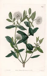 Pimelea Variete - Plate gravert av S.Watts, fra en illustrasjon av Sarah Anne Drake (1803-1857), fra Botanical Register of Sydenham Edwards (1768-1819), England