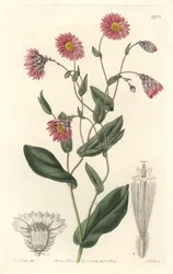 Rosa rhodanthe, hjemmehørende i Australia - S. Watts sterkt vann fra en illustrasjon av Sarah Anne Drake (1803-1857), fra Botanical Register