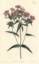 Prairie Phlox - Håret phlox eller lychnidea, Phlox pilosa. Håndfarget kobberstikk av F. Sansom Jr. etter en illustrasjon av Sydenham Edwards fra William Curtis' Botanical Magazine, T. Curtis, London