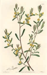Pultanea flexilis, hjemmehørende i Australia - S. Watts sterkt vann fra en illustrasjon av Sarah Anne Drake (1803-1857), fra Botanical Register