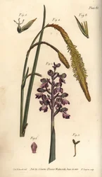 Lilla orkide, hannorkide, Gynandria