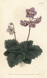 Ramondy (eller ramonde) fra Pyreneene - Pyreneisk fiolett, Ramonda myconi (Borage-Lev