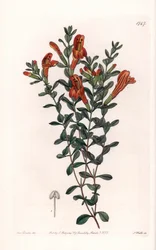 Red Clinopode Variete - Gravert av S. Watts, fra en illustrasjon av Sarah Anne Drake (1803-1857), fra Botanical Register of Sydenham Edwards (1768-1819), England