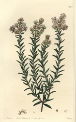 Rød soulangia, Soulangia rubra. Håndfarget kobberstikk av S. Watts etter en illustrasjon av J. Hart fra Sydenham Edwards' Botanical Register, Ridgeway, London