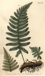 Rockcap bregne eller polypodie, Polypodium vulgare, Filices. Håndfarget kobberstikk av F. Sansom av en botanisk illustrasjon av Sydenham Edwards for William Curtis' Lectures on Botany, som ble levert i Botanic Garden at Lambeth