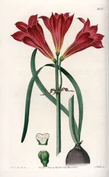 Rodophiale bifide - Gravert tavle av S.Watts, basert på en illustrasjon av Sarah Anne Drake (1803-1857), fra Botanical Register of Sydenham Edwards (1768-1819), England
