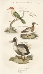 Hellig isfugl, garganey og dodo