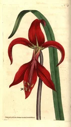 Saint James Lily - Jakobslilje eller aztekisk lilje, Sprekelia formosissima (Jacobean amaryllis, Amaryllis formosissima). Håndfarget kobberstikk og botanisk illustrasjon av James Sowerby fra William Curtis' The Botanical Magazine, Lambeth Marsh, L