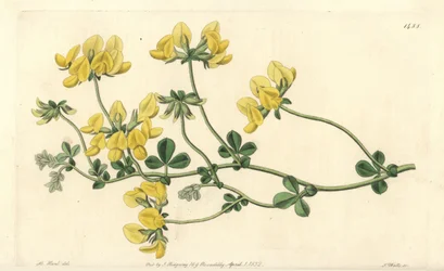 Sand lotus - Sand lotus, Lotus arenarius. Håndfarget kobberstikk av S. Watts etter en illustrasjon av M. Hart fra Sydenham Edwards' Botanical Register, Ridgeway, London