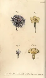 Skabbblomst, Scabiosa atropurpurea, Tetrandria