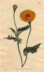 Scorsonere (eller salsifi) av Tanger eller hoggormgress med valmueblad, gule blomster med karmosinrødt fluehjerte. Tangier scorzonera eller valmuebladet hoggormgress: gul blomst med karmosinrøde flekker i midten. «En innfødt i Tangier på Barbary-kysten.» S