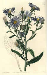 Skinnende aster, Aster spectabilis. Håndfarget kobberstikk av S. Watts etter en illustrasjon av Miss Sarah Drake fra Sydenham Edwards' Botanical Register, Ridgeway, London