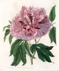 Buskpion eller sauepion - Gravert tavle av S.Watts, fra en illustrasjon av Sarah Anne Drake (1803-1857), fra Botanical Register of Sydenham Edwards (1768-1819), England