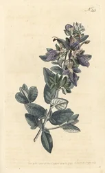 Busk germander, Teucrium fruticans (Teucrium latifolium) - Håndfarget kobberstikk av Sansom etter en illustrasjon av Sydenham Edwards fra William Curtis' Botanical Magazine, London