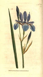 Sibirsk iris - Sibirsk iris, Iris sibirica. Håndfarget kobberstikk etter en botanisk illustrasjon av James Sowerby fra William Curtis' The Botanical Magazine, Lambeth Marsh, London