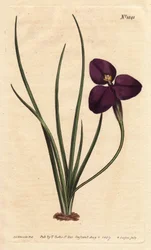 Silkeaktig patersonia med mørk lilla blomst. Oppkalt etter oberst Paterson, som studerte australsk flora. Silkeaktig patersonia med mørk lilla blomst. Innfødt i Australia. Oppkalt etter oberst Paterson, assisterende guvernør i New South Wales. Patersonia s