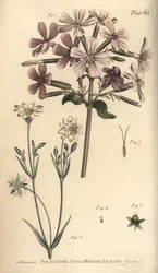 Såpeurt, Saponaria officinalis, Digynia