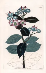 Sodom Apple Tree eller Silk Tree - Plate gravert av S.Watts, fra en illustrasjon av Sarah Anne Drake (1803-1857), fra Botanical Register of Sydenham Edwards (1768-1819), England