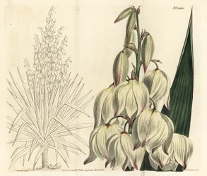 Spansk dolk eller suveren Adams nål, Yucca gloriosa. Håndfarget kobberstikkgravering av F. Sansom Jr. etter en illustrasjon av Sydenham Edwards fra William Curtis 