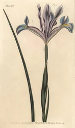 Spansk iris, Iris xiphium. Håndfarget kobberstikk av F. Sansom av en botanisk illustrasjon av Sydenham Edwards for William Curtis' Lectures on Botany, som ble levert i Botanic Garden at Lambeth
