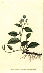 Spring Omphalodes eller Printaniere Little Borage - Krypende navleurt, Omphalodes verna (blå navlurt, Cynoglossum omphalodes). Håndfarget kobberstikk etter en botanisk illustrasjon av James Sowerby fra William Curtis' The Botanical Magazine, L