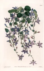 Stjernekampanule - Plate gravert av S.Watts, fra en illustrasjon av Sarah Anne Drake (1803-1857), fra Botanical Register of Sydenham Edwards (1768-1819), England