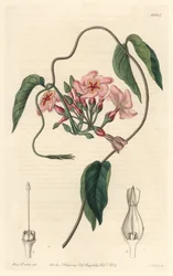 Stellar echite, innfødt i Brasil - Water forte av S. Watts fra en illustrasjon av Sarah Anne Drake (1803-1857), fra Botanical Register