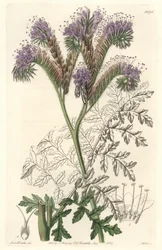 Tansy leaf phacelia, hjemmehørende i California - Water forte av S. Watts fra en illustrasjon av Sarah Anne Drake (1803-1857), fra Botanical Register