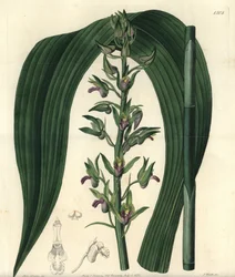 Variant av terrestrisk orkidé - Vill kokosorkidé, Eulophia alta (Woodfords cyrtopodium, Cyrtopodium woodfordii). Håndkolorert kobberstikk av S. Watts etter en illustrasjon av frøken Sarah Drake fra Sydenham Edwards