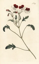 Trefarget tranesebb, Pelargonium tricolor. Håndfarget kobberstikk av Sansom etter en illustrasjon av Sydenham Edwards fra William Curtis