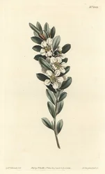 Tree a the eller australsk myrt - Coastal tea tree, Leptospermum laevigatum (Glatt fabricia, Fabricia laevigata). Håndfarget kobberstikk av F. Sansom Jr. etter en illustrasjon av Sydenham Edwards fra William Curtis