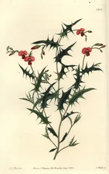 Trekantet chorozema, Chorozema triangulare. Håndfarget kobberstikk av S. Watts etter en illustrasjon av JT Hart fra Sydenham Edwards' Botanical Register, Ridgeway, London