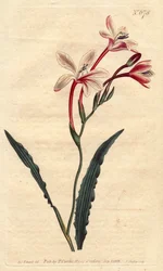 Tritonia har et krøllete blad og rosa, karmosinrøde og hvite blomster, hjemmehørende i Sør-Afrika. Krøllet bladtritonia med rosa, karmosinrøde og hvite blomster. Innfødt i Sør-Afrika. Tritonia crispa. Håndfarget kobberstikk fra en botanisk illustrasjon b