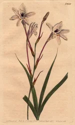 Tritonie har et langt rør, med rosa fot og hvite blomster året med rose. Lang røret tritonia med rosa stilker og rosa årede hvite blomster.Tritonia capensis. Håndfarget kobberstikk fra en botanisk illustrasjon av Sydenham Edwards fra Will