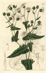 Nepebladig moskus-sacry, Moscharia pinnatifida. Håndfarget kobberstikk av S. Watts etter en illustrasjon av Miss Sarah Drake fra Sydenham Edwards' Botanical Register, Ridgeway, London