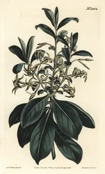 Tvillingblomstret daphne, Daphne pontica. Håndfarget kobberstikk av F. Sansom Jr. etter en illustrasjon av Sydenham Edwards fra William Curtis' Botanical Magazine, T. Curtis, London