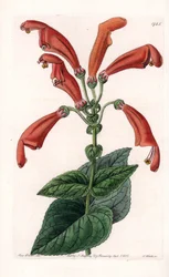 Variete de gesneria, en blomst i rør - Plate gravert av S.Watts, basert på en illustrasjon av Sarah Anne Drake (1803-1857), fra Botanical Register of Sydenham Edwards (1768-1819), England