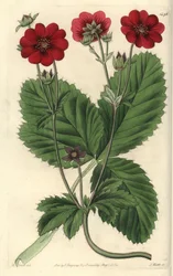 Variety of Cinquefoil - Russells potentilla, Potentilla russelliana. Håndfarget kobberstikk av S. Watts etter en illustrasjon av M. Hart fra Sydenham Edwards' Botanical Register, Ridgeway, London