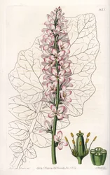 Variete of Francoa with Dairy Leaves, endemisk i Chile - Gravert av S.Watts, fra en illustrasjon av Sarah Anne Drake (1803-1857), fra Botanical Register of Sydenham Edwards (1768-1819), England