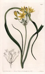 Variety of Triteleia eller brodeleia, med gule blomster, hjemmehørende i California - Plate gravert av S.Watts, fra en illustrasjon av Sarah Anne Drake (1803-1857), fra Botanical Register of Sydenham Edwards (1768-1819), England