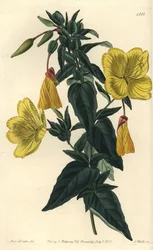 Variasjon av nattlysol eller gress med esler - Nattlysa, Oenothera fruticosa subsp. glauca (Glaucous oenothera, Oenothera glauca). Håndfarget kobberstikk av S. Watts etter en illustrasjon av Miss Sarah Drake fra Sydenham Edwards'
