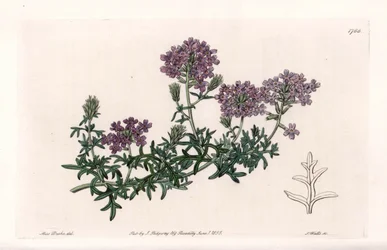 Verbena multifide - Gravert av S. Watts, fra en illustrasjon av Sarah Anne Drake (1803-1857), fra Botanical Register of Sydenham Edwards (1768-1819), England